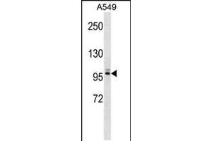 Western blot analysis in A549 cell line lysates (35ug/lane). (PLEKHG5 抗体  (N-Term))