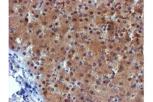 Image no. 8 for anti-Mannose Phosphate Isomerase (MPI) antibody (ABIN1499545) (MPI 抗体)