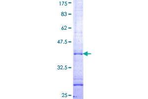 Image no. 1 for Sialic Acid Binding Ig-Like Lectin 5 (SIGLEC5) (AA 465-549) protein (GST tag) (ABIN1319991)