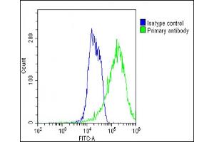 Overlay histogram showing MCF-7 cells stained with (ABIN1945085 and ABIN2838547)(green line). (ADRA1D 抗体  (N-Term))