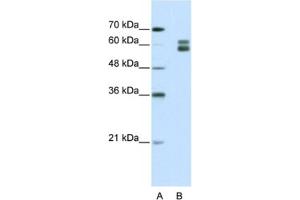 Western Blotting (WB) image for anti-Mismatch Repair Protein 2 (MSH2) antibody (ABIN2462390) (MSH2 抗体)