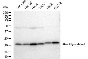 Western blotting analysis using Glyoxalase I antibody (ABIN7798785). (Recombinant GLO1 抗体)