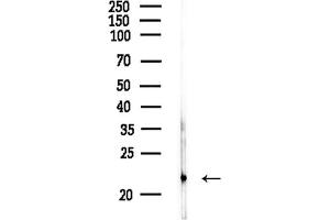 Western blot analysis of lysates from  cells, using Phospho-HP1 alpha (Ser92) Antibody at 1/1000 dilution.
