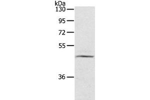 Western Blot analysis of TM4 cell using CERS3 Polyclonal Antibody at dilution of 1:200 (LASS3 抗体)