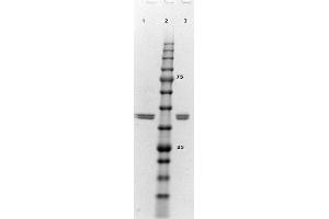 SDS-PAGE results of ERK2 Recombinant Protein. (ERK2 蛋白)