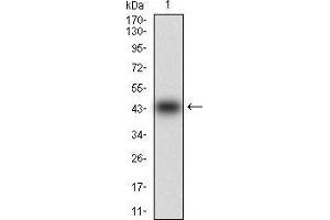 MMEL1 抗体  (AA 1-107)