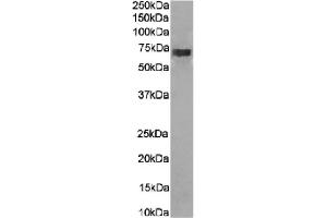 Western Blot using anti-CD266 antibody 10E5. (Recombinant CD226 抗体)