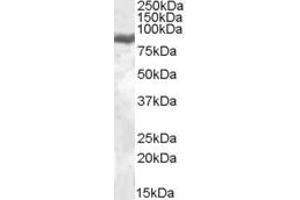 Western Blotting (WB) image for anti-Lactotransferrin (LTF) (Internal Region) antibody (ABIN2466594) (Lactoferrin 抗体  (Internal Region))
