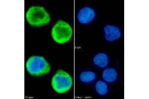 Immunofluorescence staining of fixed K562 cells with anti-MS4A4A antibody 5C12. (Recombinant MS4A4A 抗体)