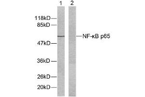Western blot analysis of extracts from HeLa cells using NF-κB p65 (Ab-536) antibody (E021014). (NF-kB p65 抗体)
