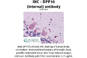 Image no. 1 for anti-Dipeptidylpeptidase 10 (DPP10) (Internal Region) antibody (ABIN1733745) (DPP10 抗体  (Internal Region))