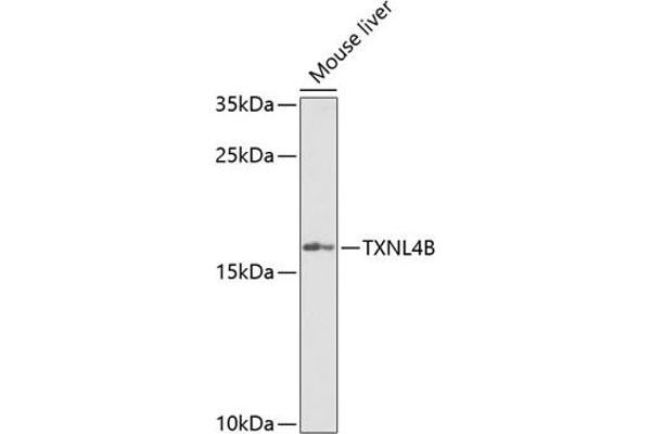 TXNL4B 抗体  (AA 1-149)