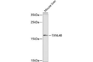 Western blot analysis of extracts of mouse liver, using TXNL4B Antibody (ABIN6133086, ABIN6149739, ABIN6149740 and ABIN6222926) at 1:1000 dilution. (TXNL4B 抗体  (AA 1-149))