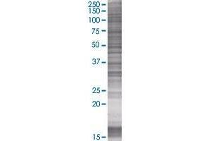 Western Blotting (WB) image for MFNG 293T Cell Transient Overexpression Lysate(Denatured) (ABIN1332600)