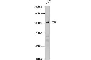 Western blot analysis of extracts of HeLa cells, using TTK antibody (ABIN3016143, ABIN3016144, ABIN3016145 and ABIN6219576) at 1:2000 dilution. (Mps1 抗体  (AA 517-856))