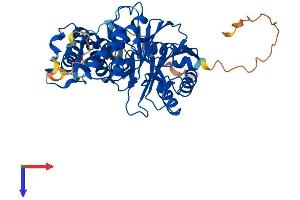 AlphaFold protein structure predicition of Human Recombinant PPM1F Protein, UniprotID P49593 (PPM1F Protein (AA 1-454) (His tag))