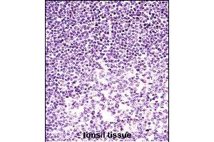 H2AFX Antibody (C-term) (ABIN657639 and ABIN2846635) immunohistochemistry analysis in formalin fixed and paraffin embedded human tonsil tissue followed by peroxidase conjugation of the secondary antibody and DAB staining. (H2AFX 抗体  (C-Term))