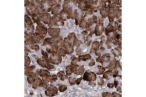 Immunohistochemical staining of human pancreas with TMEM218 polyclonal antibody  shows strong cytoplasmic positivity in exocrine glandular cells. (TMEM218 抗体)