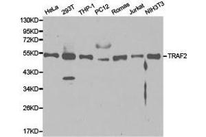 Western Blotting (WB) image for anti-TNF Receptor-Associated Factor 2 (TRAF2) antibody (ABIN1875191) (TRAF2 抗体)