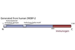 Image no. 2 for anti-Sterol Regulatory Element Binding Transcription Factor 2 (SREBF2) (AA 833-1141) antibody (ABIN967564) (SREBF2 抗体  (AA 833-1141))