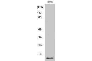 Western Blotting (WB) image for anti-Cellular Retinoic Acid Binding Protein 2 (CRABP2) (Internal Region) antibody (ABIN3184072) (CRABP2 抗体  (Internal Region))