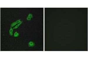 Immunofluorescence (IF) image for anti-Olfactory Receptor, Family 4, Subfamily C, Member 13 (OR4C13) (AA 260-309) antibody (ABIN2891003) (OR4C13 抗体  (AA 260-309))