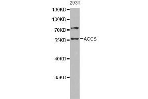 Western blot analysis of extracts of 293T cells, using ACCS antibody (ABIN6293455) at 1:1000 dilution.