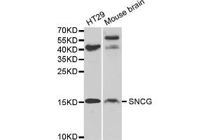Western blot analysis of extracts of various cell lines, using SNCG antibody (ABIN5971355) at 1/1000 dilution. (SNCG 抗体)