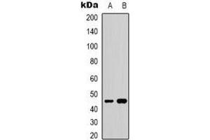 Western blot analysis of GATA5 expression in HepG2 (A), NIH3T3 (B) whole cell lysates. (GATA5 抗体)
