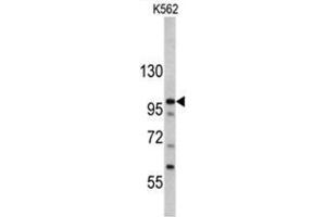 Western blot analysis of MTBP antibody (C-term) in K562 cell line lysates (35ug/lane). (MTBP 抗体  (C-Term))