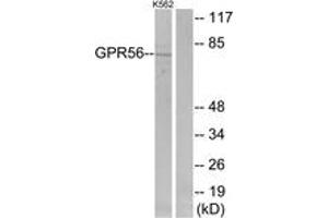 Western blot analysis of extracts from K562 cells, using GPR56 Antibody. (GPR56 抗体  (AA 251-300))