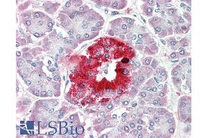 ABIN1781856 (5µg/ml) staining of paraffin embedded Human Pancreas. (PCSK1N 抗体  (Internal Region))