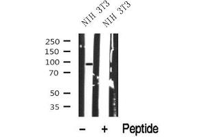 Western blot analysis of MLK3 in lysates of NIH 3T3, using MLK3 Antibody(ABIN6272830). (MAP3K11 抗体  (Internal Region))
