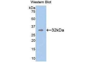 Western Blotting (WB) image for anti-Transmembrane Protein with EGF-Like and Two Follistatin-Like Domains 1 (TMEFF1) (AA 79-333) antibody (ABIN1860853) (TMEFF1 抗体  (AA 79-333))