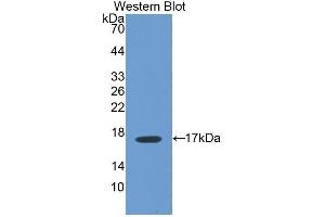 Western Blotting (WB) image for anti-Biglycan (BGN) (AA 242-369) antibody (ABIN1858134) (Biglycan 抗体  (AA 242-369))