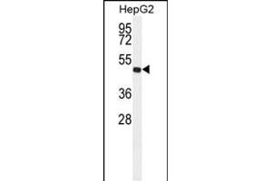 Western blot analysis of ALDH3A2 Antibody ABIN659009 in HepG2 cell line lysates (35 μg/lane).