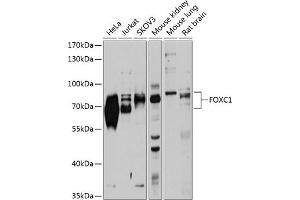 Western blot analysis of extracts of various cell lines, using FOXC1 antibody (ABIN1679875, ABIN1679876, ABIN5664185 and ABIN6219917) at 1:1000 dilution. (FOXC1 抗体  (AA 404-553))