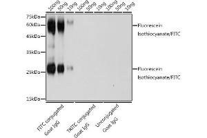 The FITC rabbit polyclonal antibody (ABIN7267218) are tested in Western blot against FITC conjugated Goat IgG,TRITC conjugated Goat IgG and unconjugated Goat IgGSecondary antibody: HRP Goat Anti-Rabbit IgG (H+L) (ABIN1684268 and ABIN3020597) at 1:10000 dilution. (FITC 抗体)