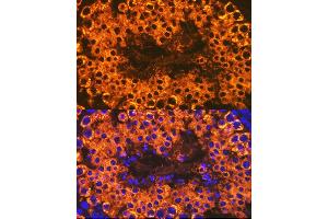 Immunofluorescence analysis of mouse testis cells using Calmegin Rabbit mAb (ABIN7266026) at dilution of 1:100 (40x lens). (Calmegin 抗体)