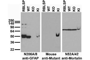 Immunoblot versus low speed pellet samples from rat brain (RBLSP) and wild-type (WT), GFAP knockout (KO) and GFAP-R416W mutant knockin (KI) mice and probed with N206A/8 (left), mutant control(middle) and N52A/42 (right). (GFAP 抗体  (AA 411-422))