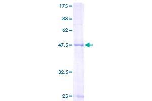 MRPL48 Protein (AA 1-212) (GST tag)