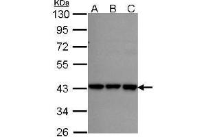 WB Image Sample (30 ug of whole cell lysate) A: A431 , B: H1299 C: Hela 10% SDS PAGE RFC2 antibody antibody diluted at 1:1000 (RFC2 抗体)