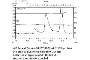 Size-exclusion chromatography-High Pressure Liquid Chromatography (SEC-HPLC) image for WD Repeat Domain 20 (WDR20) (AA 2-569) protein (His tag,GST tag) (ABIN3104201)