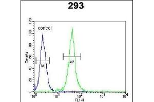 FOXC1 Antibody (C-term) (ABIN652854 and ABIN2842554) flow cytometric analysis of 293 cells (right histogram) compared to a negative control cell (left histogram).