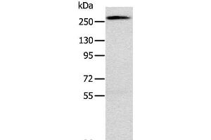 Western Blot analysis of Huvec cell using TLN1 Polyclonal Antibody at dilution of 1:200 (TLN1 抗体)