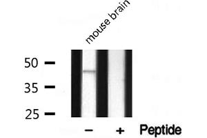 Western blot analysis on mouse brain lysate using DLX3 Antibody (DLX3 抗体  (Internal Region))