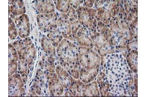 Image no. 1 for anti-Myeloid Differentiation Primary Response Gene (88) (MYD88) antibody (ABIN1499612) (MYD88 抗体)