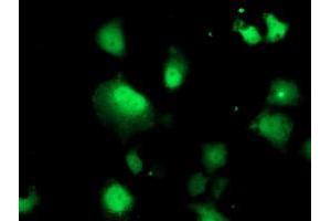 Anti-DTYMK mouse monoclonal antibody (ABIN2454999) immunofluorescent staining of COS7 cells transiently transfected by pCMV6-ENTRY DTYMK (RC201228). (DTYMK 抗体)