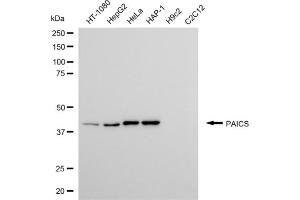 Western blotting analysis using PAICS antibody (ABIN7799832). (PAICS 抗体)