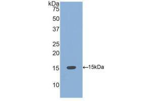 Western blot analysis of recombinant Human BMP4. (BMP4 抗体  (AA 293-408))